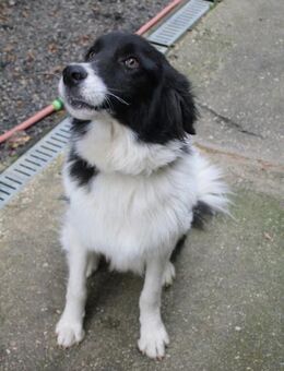 Ledo wartet auf seine eigene Familie - Schwabach