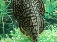 Goldstreifenflossensauger - Hohenroth