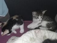 Katzenbabys - Mittenwalde (Landkreis Dahme-Spreewald)