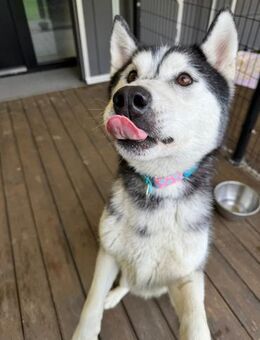 Saenan sucht ein Zuhause ♥ - Ebstorf (Klosterflecken)