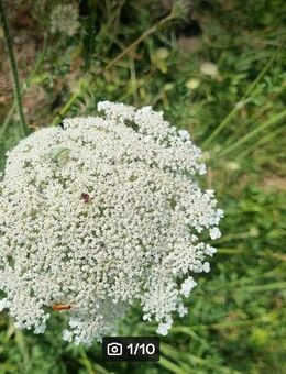 Wilde Möhre (Daucus carota) - Horgenzell