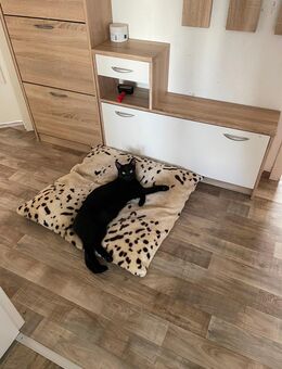 Zwei Hauskatzen - Raguhn-Jeßnitz Altjeßnitz