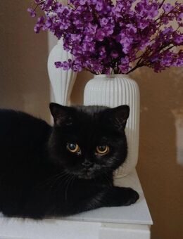 CoCo sucht ein neues Zuhause, - Berlin