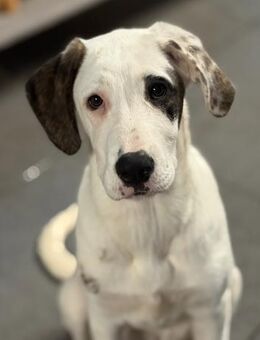 SCHUBI - eine Hündin zum Verlieben - Aerzen