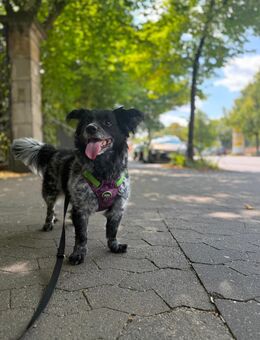Familienhund sucht neues Heim - Braunschweig