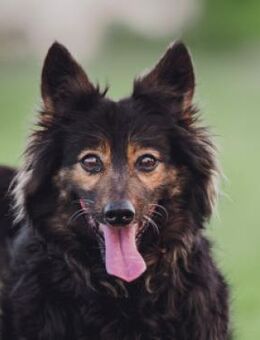 Stella - liebt uns Menschen sehr - Lohmar