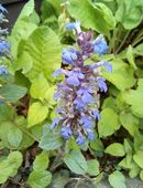 Kriechender Günsel in 59494