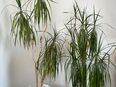 Palme Pflanze in 36039