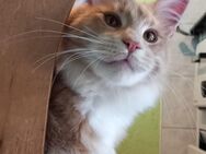 Kater Nero, Maine Coon, kastriert - Ruhland Zentrum