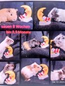 Meerschweinchen Sauen bis 3 Jahre aus Sauen - Kastraten Gruppe in 19246