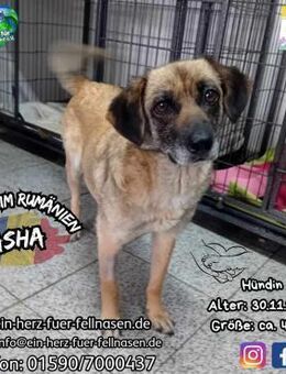 ASHA - möchte jetzt ALLES - Waakirchen