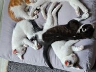 Kitten Katzenbaby - Herzogenrath