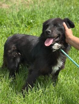 Morach 💗sanfter & so lieber Hundeschatz - Hamburg