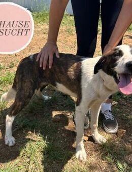 Junghündin Apricot wartet auf ihr ZH ❤️ - Saarbrücken