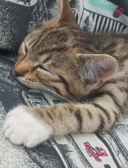 3 Kater in liebevolle Hände abzugeben - Raguhn-Jeßnitz Schierau