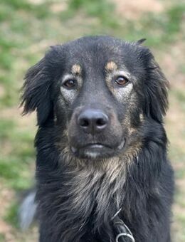 HAILEY - treu, verkuschelt, lieb - Aerzen