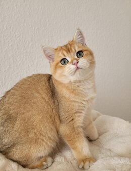 Bkh Kitten mit Stammbaum - Oberhausen