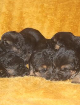 Dt.Schäferhund Welpen, SV, rote Papiere - Münchberg