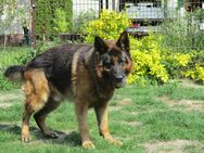 Deutscher Schäferhund - Uebigau-Wahrenbrück