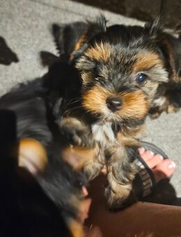 Yorkshire terrier - Schöngeising