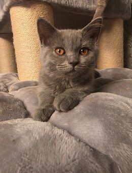 BKH Kitten - Lingenfeld