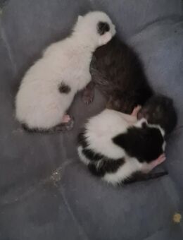 Katzenbaby Sucht neues Zuhause - Walldorf (Baden-Württemberg)