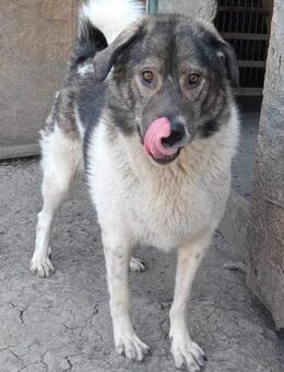 Freia, die Nanny für ihre Menschen - Steinhagen (Nordrhein-Westfalen)