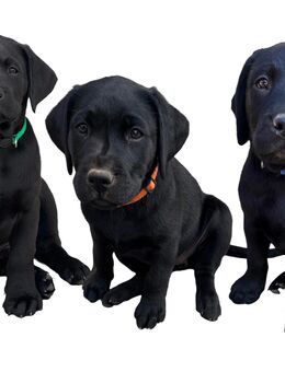 Labradorwelpen aus Hobbyzucht *abgabebereit* - Großenehrich