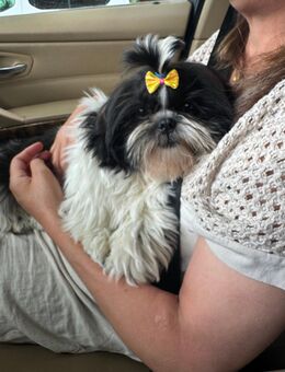Shih Tzu Welpe abzugeben 4 Monate alt Weibchen - Duisburg
