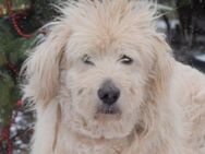 Falcor - Senior möchte geliebt werden - Lohmar