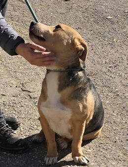 MINOK möchte ENDLICH ankommen ♥️‼️ - München