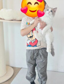 Radgoll Kater - Hamburg Bergedorf