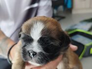 Shitzu Mops Mix Welpen - Kamen