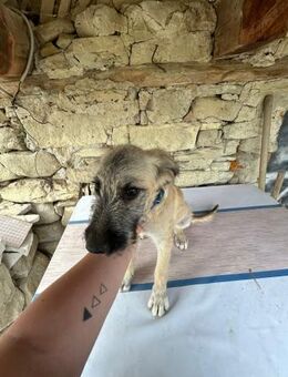 Eloise sucht ein Zuhause - Olfen