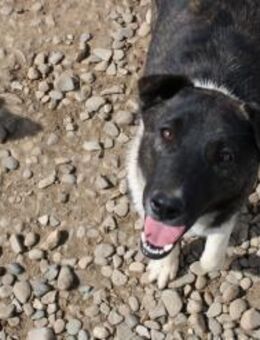 Wir suchen eine Pflegestelle für Heidi - Celle