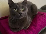 BKH Katze abzugeben - Duisburg