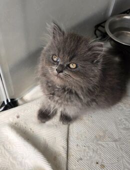 Ragdoll Perser Mix Kitten - Lünen