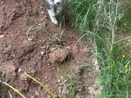 Quasimodo Siberian, Malamutes zum Verlieben als letzter sein Traumzuhause - Seßlach