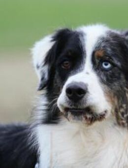 Balou su. erfahrene Besitzer - Neuhausen (Spree)