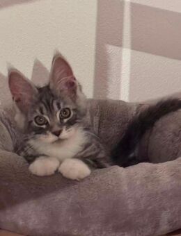 Tolle XXL Maine Coon Kitten, Katzen Kater Mainecoon - Nürnberg