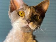 Devon Rex Mädchen mit Stammbaum – Allergikerfreundlich - Oldenburg