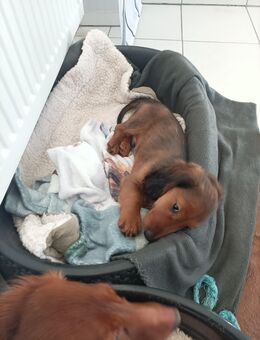 Zwerglanghaardackel Welpen ein Rüde noch frei - Kruft