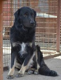 Costello - Pflegestelle oder Zuhause ges - Oberwies