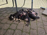 Französische Bulldogge Mix Welpen - Grevenbroich