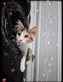 🌸Zarte Babykatze Sancia🌸 - Eislingen (Fils)