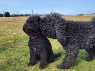 Barbet (ähnl. Lagotto/Doodle) - Wehringen