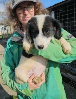 Barney- hätte gerne eine Familie - Nürnberg
