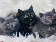 Zuckersüße reinrassige Bkh Kitten Katzenbabys abzugeben - Neunkirchen-Seelscheid