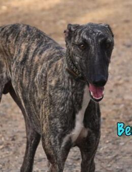 Benzo schöner eleganter Galgo 06/24 ESP - Ruppertsecken