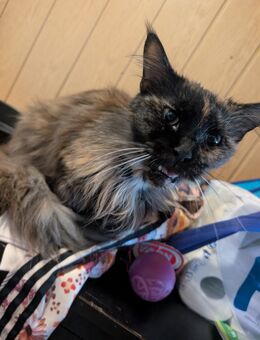 Main Coon Katze - Aschersleben